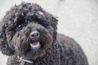 Closeup of a black dog