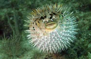 Puffed up blowfish swimming underwater in the ocean