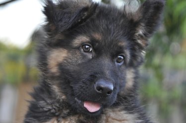 German shepherd (German police dog)
