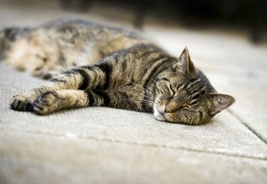 Lazy Tabby Cat Sleeping on Concrete Patio