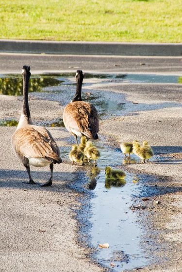 Canada geese family which includes the male, the female and the goslings are walking to a nearby lake for their first trip together to the water from a parking lot.