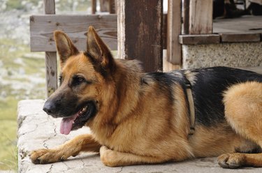 German shepherd sitting on patio.