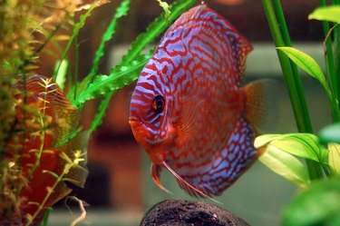 A purple and red fish in a tank