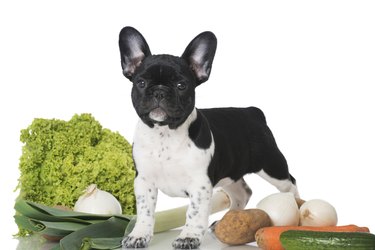 Puppy with vegetables