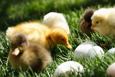 Five fluffy yellow chicks and ducks on green lawn