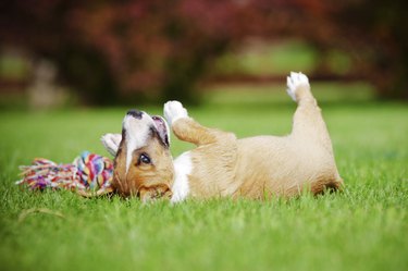 red english bull terrier puppy outdoors