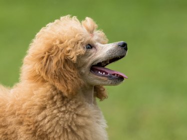 Portrait of a female apricot poodle dog