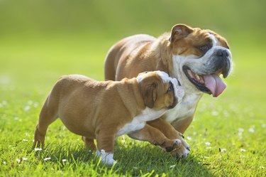 Cute bulldog puppy following its mother