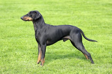 The typical black Manchester Terrier