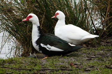 Two Muscovy ducks standing beside lake.