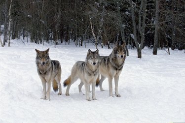 Pack of wolves in snow in Canada