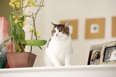 Cat sitting near flowers and picture frames