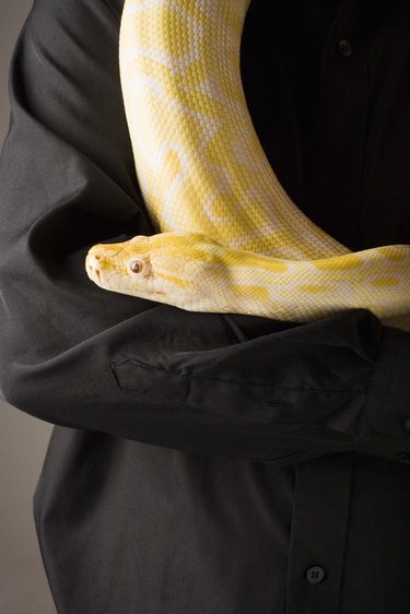 Yellow python crawling on a person's black sleeve