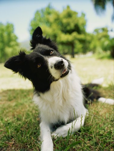 close-up of a dog looking up