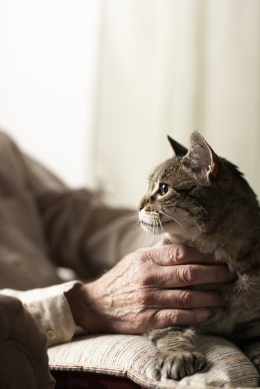 Senior man petting cat, close-up of hands and cat
