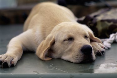 Why Is My Dog Twitching in His Sleep? - Whole Dog Journal