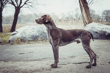 German shorthaired pointer