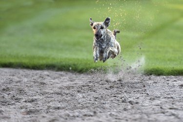 what makes a dog run fast