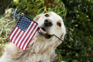 Golden Retriever With American Flag
