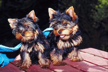 2 yorkies outside