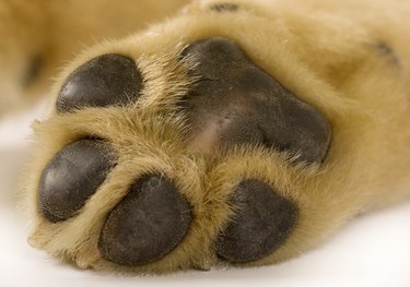 What Does Toe Cancer Look Like In Dogs   95427572 