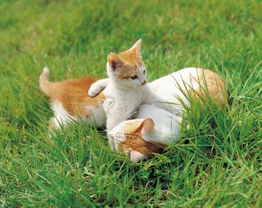 Two cats playing in grass.