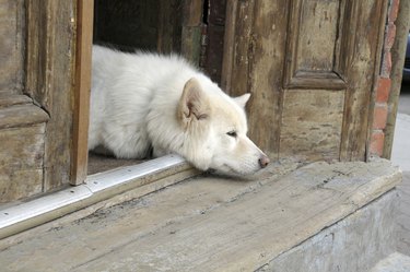 Old white guard dog resting their head on a wooden porch.