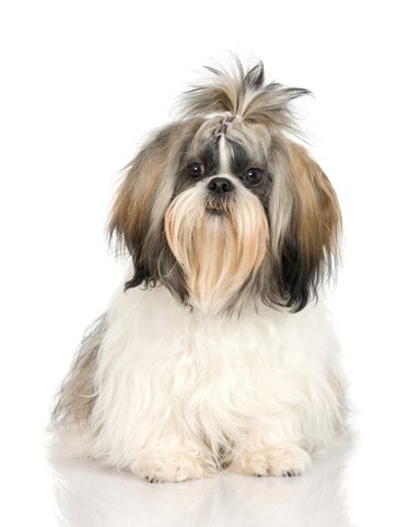 A Shih Tzu