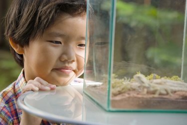Child looking into reptile tank
