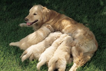 Golden retriever nursing puppies