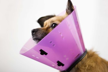 A cute dog wearing a pink Elizabethan collar.