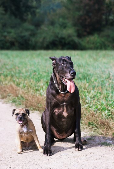 Two dogs on path by field