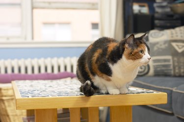 Cat sitting on table indoors