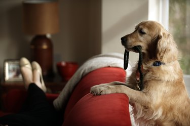 Golden retriever standing with leash in mouth looking at woman lying on sofa