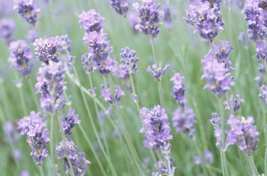 Lavender blooms