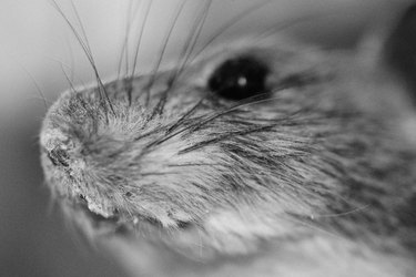 Mouse's face