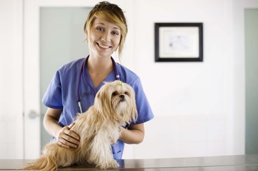 Veterinarian with a dog