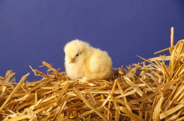A baby chick on straw