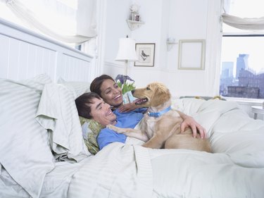 Labrador Lying on a Duvet Next To a Couple in Bed