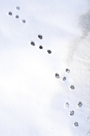 Rabbit tracks in snow in winter.