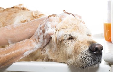 how much does it cost to treat ringworm in dogs