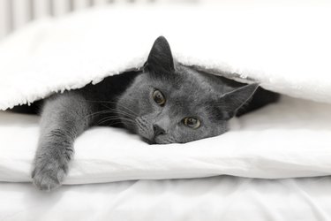 Cat laying on a bed under the sheet looking into the camera