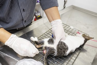 Veterinarian hold forcep and remove feces (enema) of kitten