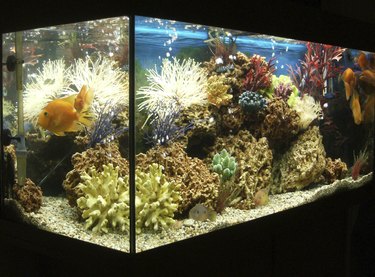 How to Keep Your Aquarium Crystal Clear - Aquarium Tidings