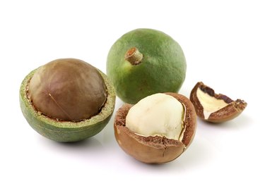 macadamia nuts on white background