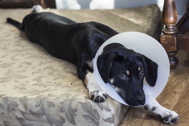 Dog wearing cone and sleeping on a mattress.