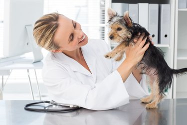 Veterinarian examining dog