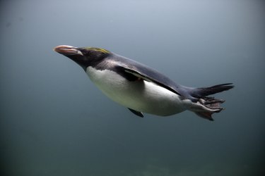 Macaroni penguin, Eudyptes chrysolophus