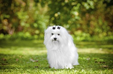 are havanese and maltese the best breeds