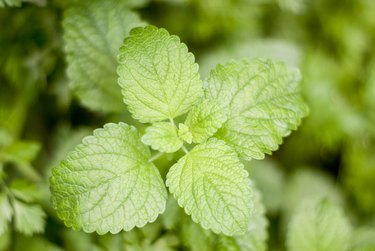 Mint plant